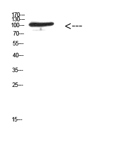Fig. Western Blot analysis of 293T cells using Antibody diluted at 1:500. Secondary antibody (catalog#: A21020) was diluted at 1:20000.