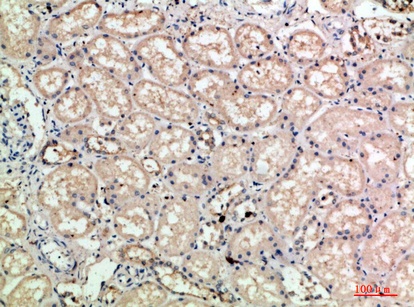 Fig.3. Immunohistochemical analysis of paraffin-embedded human-kidney, antibody was diluted at 1:200.