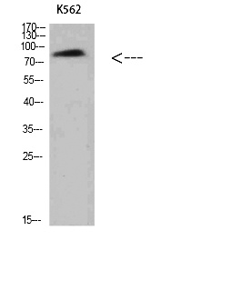 Fig.1. Western Blot analysis of K562 cells using Villin Polyclonal Antibody diluted at 1:500. Secondary antibody (catalog#: A21020) was diluted at 1:20000.
