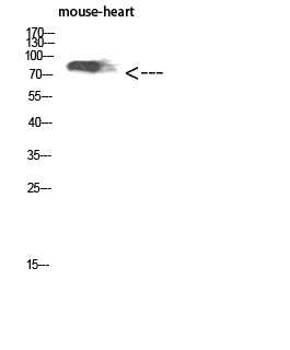 Fig.1. Western Blot analysis of Mouse-heart cells using CD238 Polyclonal Antibody diluted at 1:1000. Secondary antibody (catalog#: A21020) was diluted at 1:20000.