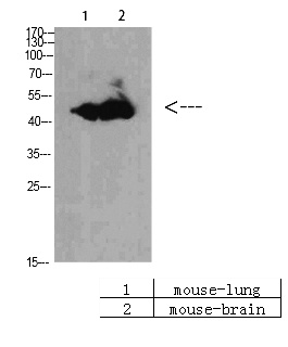 Fig. Western Blot analysis of Mouse-brain Mouse-lung cells using BMP-10 Polyclonal Antibody diluted at 1:1000. Secondary antibody (catalog#: A21020) was diluted at 1:20000.