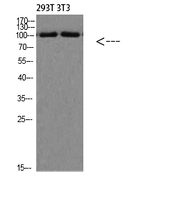 Fig. Western Blot analysis of 293T 3T3 cells using PI 3 Kinase Class 3 Polyclonal Antibody diluted at 1:1500. Secondary antibody (catalog#: A21020) was diluted at 1:20000.
