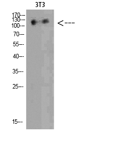 Fig. Western Blot analysis of 3T3 cells using Hamartin Polyclonal Antibody diluted at 1:500. Secondary antibody (catalog#: A21020) was diluted at 1:20000.