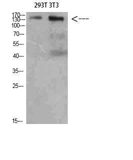 Fig. Western Blot analysis of 293T 3T3 cells using AMBRA1 Polyclonal Antibody diluted at 1:500. Secondary antibody (catalog#: A21020) was diluted at 1:20000.