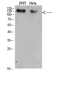 Fig. Western Blot analysis of 293T Hela cells using Collagen I Polyclonal Antibody diluted at 1:500. Secondary antibody (catalog#: A21020) was diluted at 1:20000.