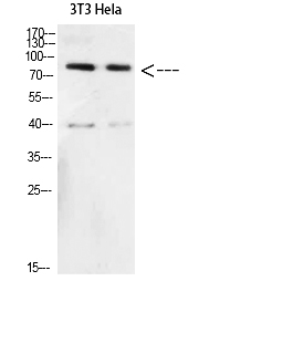 Fig. Western Blot analysis of 3T3 Hela cells using Amyloid-β Polyclonal Antibody diluted at 1:500. Secondary antibody (catalog#: A21020) was diluted at 1:20000.