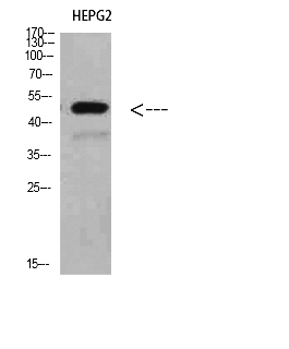 Fig. Western Blot analysis of HEPG2 cells using TRAF1 Polyclonal Antibody diluted at 1:500. Secondary antibody (catalog#: A21020) was diluted at 1:20000.
