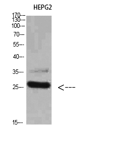 Fig.1. Western Blot analysis of HEPG2 cells using Tryptase-3 Polyclonal Antibody diluted at 1:800. Secondary antibody (catalog#: A21020) was diluted at 1:20000.