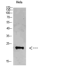 Fig. Western Blot analysis of Hela cells using FAM3D Polyclonal Antibody diluted at 1:500. Secondary antibody (catalog#: A21020) was diluted at 1:20000.