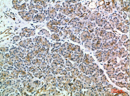 Fig.3. Immunohistochemical analysis of paraffin-embedded human-pancreas, antibody was diluted at 1:200.