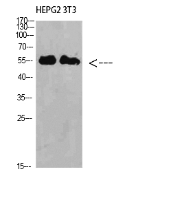 Fig. Western Blot analysis of HEPG2 3T3 cells using IL-17RB Polyclonal Antibody diluted at 1:1000. Secondary antibody (catalog#: A21020) was diluted at 1:20000.