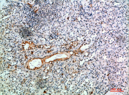 Fig.4. Immunohistochemical analysis of paraffin-embedded human-spleen, antibody was diluted at 1:200.