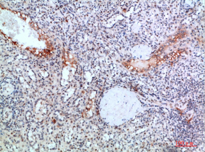Fig.5. Immunohistochemical analysis of paraffin-embedded human-spleen, antibody was diluted at 1:200.