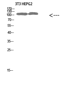 Fig. Western Blot analysis of 3T3 HEPG2 cells using Collagen alpha-1 (XXVIII) Polyclonal Antibody diluted at 1:1000. Secondary antibody (catalog#: A21020) was diluted at 1:20000.