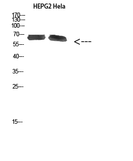 Fig.1. Western Blot analysis of HEPG2 Hela cells using NOP56 Polyclonal Antibody diluted at 1:1000. Secondary antibody (catalog#: A21020) was diluted at 1:20000.