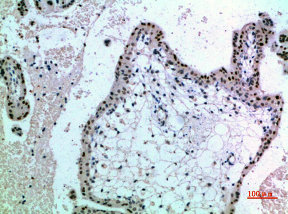 Fig.3. Immunohistochemical analysis of paraffin-embedded human-placenta, antibody was diluted at 1:200.