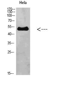 Fig.1. Western Blot analysis of Hela cells using ETBR Polyclonal Antibody diluted at 1:500. Secondary antibody (catalog#: A21020) was diluted at 1:20000.