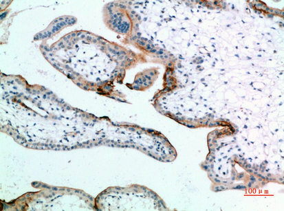 Fig.3. Immunohistochemical analysis of paraffin-embedded human-placenta, antibody was diluted at 1:200.