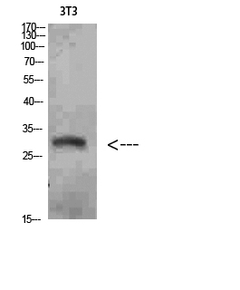 Fig.1. Western Blot analysis of 3T3 cells using Nanos Homologue 1 (NANOS1) Polyclonal Antibody diluted at 1:1500. Secondary antibody (catalog#: A21020) was diluted at 1:20000.
