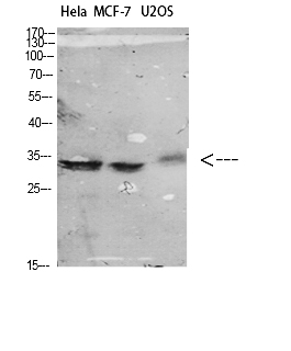 Fig.2. Western Blot analysis of various cells using Antibody diluted at 1:1000. Secondary antibody (catalog#: A21020) was diluted at 1:20000.