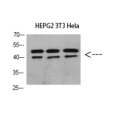 Fig.1. Western Blot analysis of HEPG2 3T3 Hela cells using ERLIN1/2 Polyclonal Antibody diluted at 1:800. Secondary antibody (catalog#: A21020) was diluted at 1:20000.