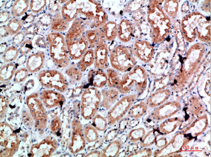 Fig.2. Immunohistochemical analysis of paraffin-embedded human-kidney, antibody was diluted at 1:200.