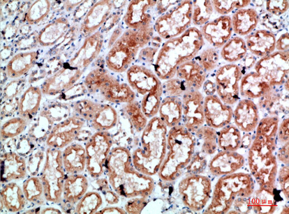 Fig.3. Immunohistochemical analysis of paraffin-embedded human-kidney, antibody was diluted at 1:200.
