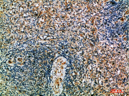 Fig.5. Immunohistochemical analysis of paraffin-embedded human-spleen, antibody was diluted at 1:200.