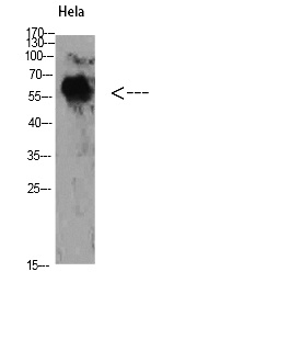 Fig.1. Western Blot analysis of Hela cells using TyrRS Polyclonal Antibody diluted at 1:500. Secondary antibody (catalog#: A21020) was diluted at 1:20000.