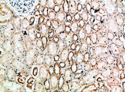 Fig.5. Immunohistochemical analysis of paraffin-embedded human-kidney, antibody was diluted at 1:200.
