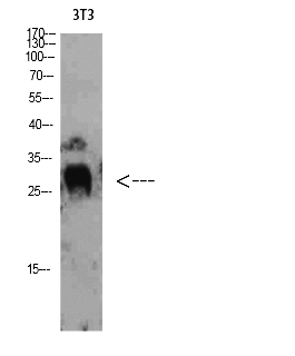 Fig. Western Blot analysis of 3T3 cells using TIMP-4 Polyclonal Antibody diluted at 1:800. Secondary antibody (catalog#: A21020) was diluted at 1:20000.