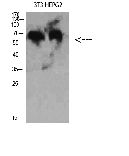 Fig. Western Blot analysis of 3T3 HEPG2 cells using C8 β Polyclonal Antibody diluted at 1:2000. Secondary antibody (catalog#: A21020) was diluted at 1:20000.