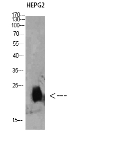 Fig. Western Blot analysis of HEPG2 cells using Plasminogen receptor Polyclonal Antibody diluted at 1:500. Secondary antibody (catalog#: A21020) was diluted at 1:20000.