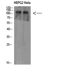 Fig.1. Western Blot analysis of HEPG2 Hela cells using NLRX1 Polyclonal Antibody diluted at 1:1000. Secondary antibody (catalog#: A21020) was diluted at 1:20000.