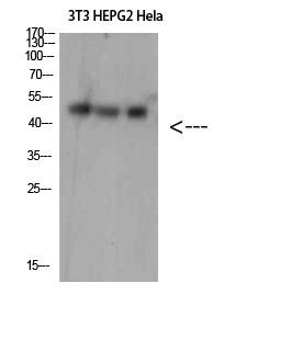 Fig.1. Western Blot analysis of 3T3 HEPG2 Hela cells using SPOP Polyclonal Antibody diluted at 1:1500. Secondary antibody (catalog#: A21020) was diluted at 1:20000.