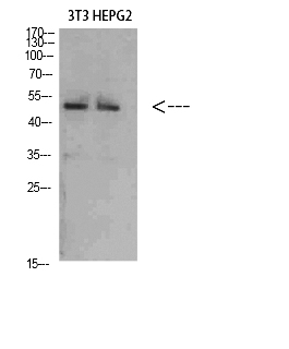 Fig. Western Blot analysis of 3T3 HEPG2 cells using Factor IX Polyclonal Antibody diluted at 1:800. Secondary antibody (catalog#: A21020) was diluted at 1:20000.