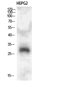 Fig.1. Western Blot analysis of HEPG2 cells using CLECSF6 Polyclonal Antibody diluted at 1:500. Secondary antibody (catalog#: A21020) was diluted at 1:20000.
