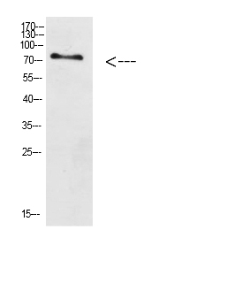 Fig. Western Blot analysis of HEPG2 cells using Antibody diluted at 1:800. Secondary antibody (catalog#: A21020) was diluted at 1:20000.