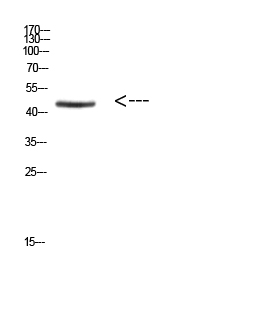 Fig. Western Blot analysis of HEPG2 cells using Antibody diluted at 1:800. Secondary antibody (catalog#: A21020) was diluted at 1:20000.
