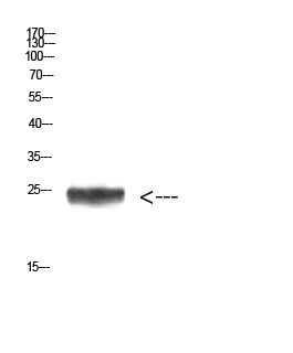 Fig.1. Western Blot analysis of HEPG2 cells using Antibody diluted at 1:1000. Secondary antibody (catalog#: A21020) was diluted at 1:20000.
