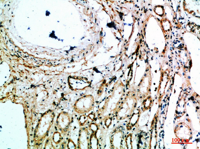 Fig.2. Immunohistochemical analysis of paraffin-embedded human-kidney, antibody was diluted at 1:200.