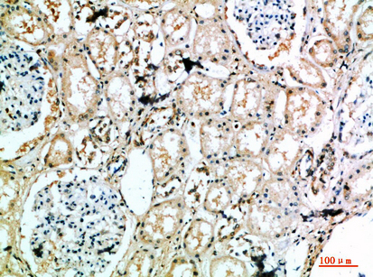 Fig.3. Immunohistochemical analysis of paraffin-embedded human-kidney, antibody was diluted at 1:200.