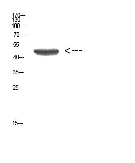 Fig.1. Western Blot analysis of HEPG2 cells using Antibody diluted at 1:1000. Secondary antibody (catalog#: A21020) was diluted at 1:20000.