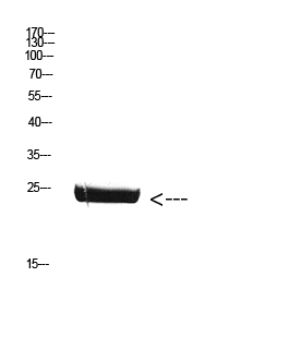 Fig. Western Blot analysis of Mouse-brain cells using Antibody diluted at 1:800. Secondary antibody (catalog#: A21020) was diluted at 1:20000.