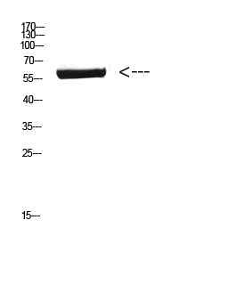 Fig. Western Blot analysis of Mouse-brain cells using Antibody diluted at 1:800. Secondary antibody (catalog#: A21020) was diluted at 1:20000.