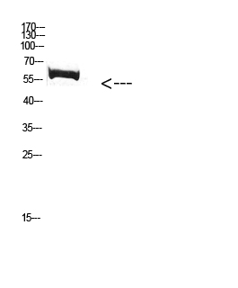 Fig. Western Blot analysis of Mouse-kidney cells using Antibody diluted at 1:1000. Secondary antibody (catalog#: A21020) was diluted at 1:20000.