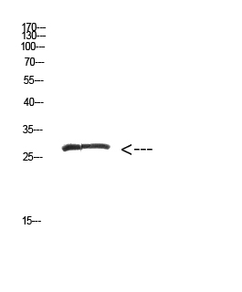 Fig. Western Blot analysis of hepg2 cells using Antibody diluted at 1:500. Secondary antibody (catalog#: A21020) was diluted at 1:20000.