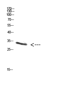 Fig.1. Western Blot analysis of NT28 cells using Antibody diluted at 1:1000. Secondary antibody (catalog#: A21020) was diluted at 1:20000.