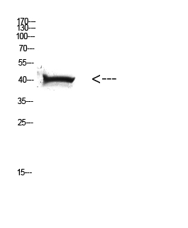 Fig. Western Blot analysis of HELA cells using Antibody diluted at 1:500. Secondary antibody (catalog#: A21020) was diluted at 1:20000.