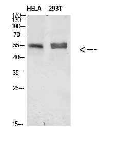 Fig. Western blot analysis of HELA 293T Cell Lysate using antibody. Secondary antibody (catalog#: A21020) was diluted at 1:20000.